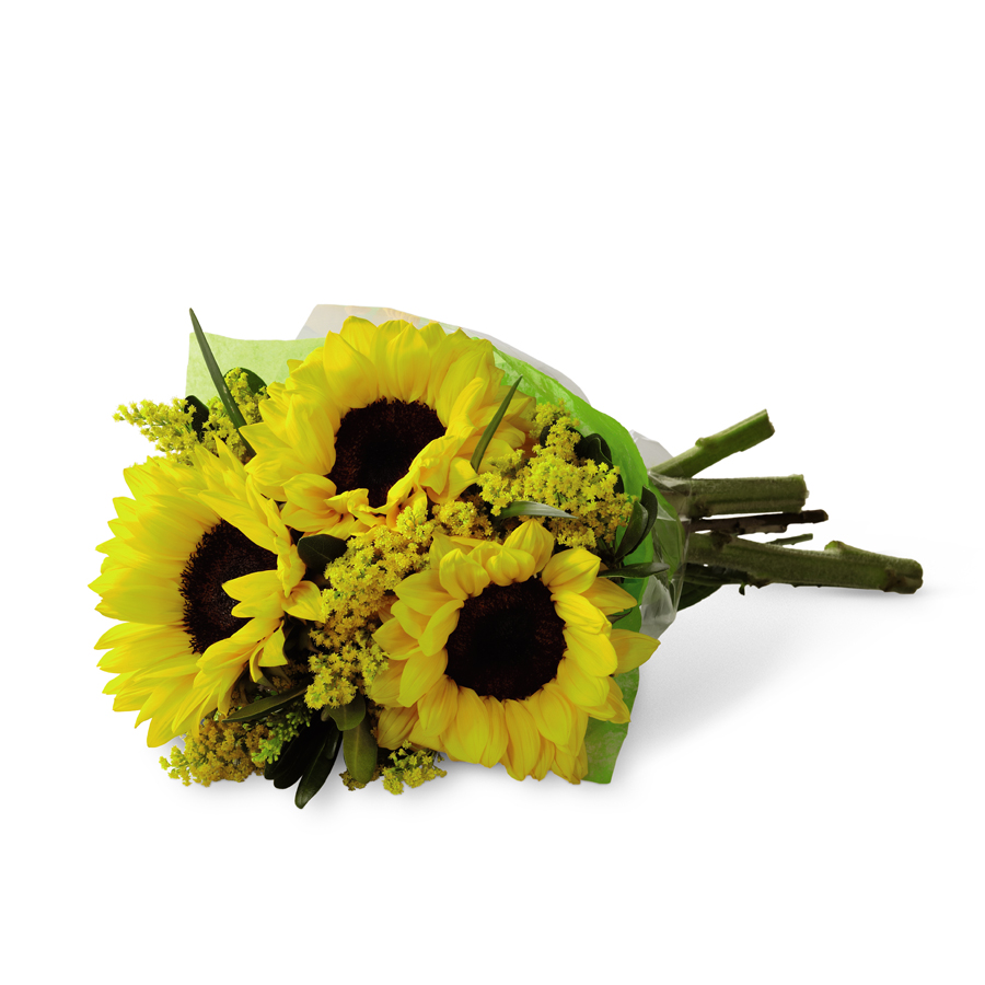 Girasoles