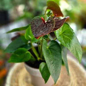 ANTURIO NEGRO