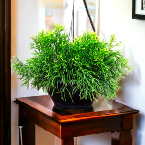 Rhipsalis
