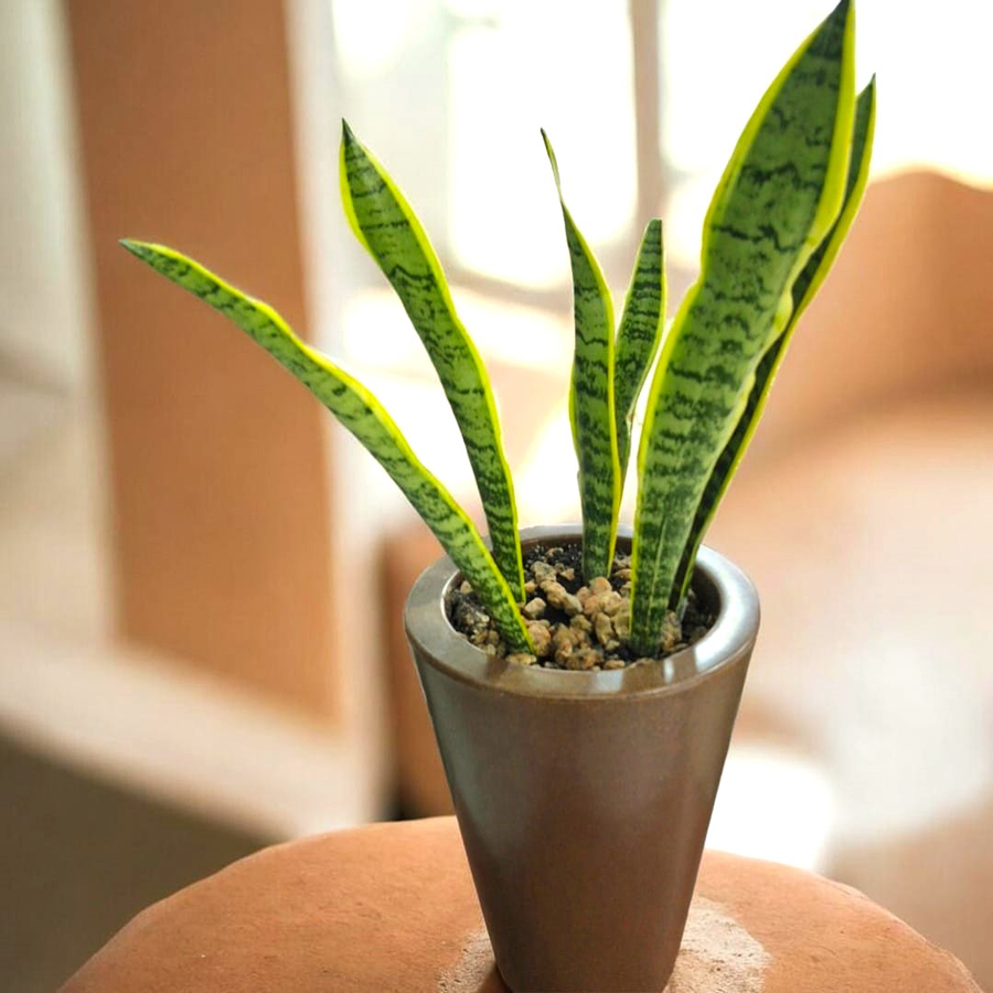 Macetero con Sansevieria