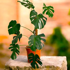 Monstera